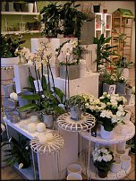 www.floristic.ru - .       - ?