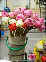 www.floristic.ru - . 13-     (,26-28  2010 .)