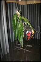 www.floristic.ru - .  .