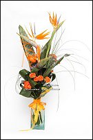 www.floristic.ru - . (Strelitzia)