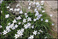 www.floristic.ru - .  .