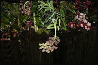 www.floristic.ru - .  .