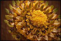 www.floristic.ru - . 13-     (,26-28  2010 .)