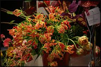 www.floristic.ru - . 13-     (,26-28  2010 .)