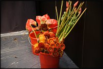 www.floristic.ru - . 13-     (,26-28  2010 .)