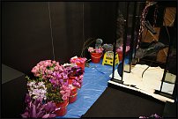 www.floristic.ru - . 13-     (,26-28  2010 .)