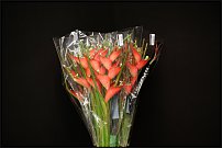 www.floristic.ru - . 13-     (,26-28  2010 .)