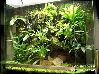 www.floristic.ru - . !!!!!