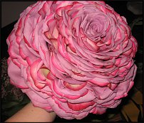 www.floristic.ru - . -     22.01.2010