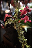 www.floristic.ru - . 13-     (,26-28  2010 .)