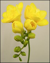 www.floristic.ru - . Freesia - 