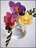 www.floristic.ru - . Freesia - 