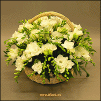 www.floristic.ru - . Freesia - 