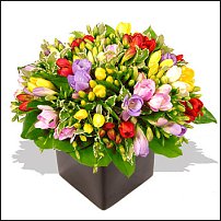 www.floristic.ru - . Freesia - 