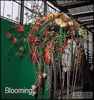 www.floristic.ru - . 11-       (2002 .)