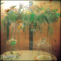 www.floristic.ru - . 11-       (2002 .)