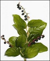www.floristic.ru - Флористика. И немножко зелени...