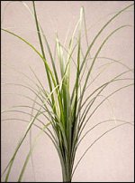 www.floristic.ru - Флористика. И немножко зелени...