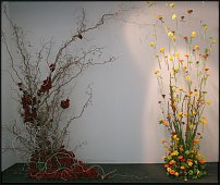 www.floristic.ru - .          () 2010