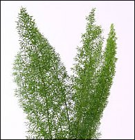 www.floristic.ru - Флористика. И немножко зелени...