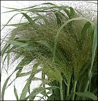 www.floristic.ru - Флористика. И немножко зелени...