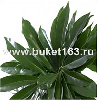 www.floristic.ru - Флористика. И немножко зелени...