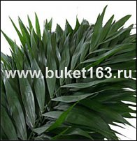 www.floristic.ru - Флористика. И немножко зелени...