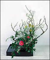 www.floristic.ru - .  . .    .