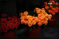 www.floristic.ru - . 13-     (,26-28  2010 .)