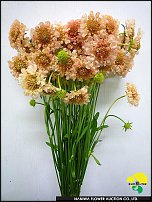 www.floristic.ru - .  .