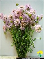 www.floristic.ru - .  .