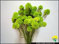 www.floristic.ru - .  .