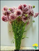 www.floristic.ru - .  .