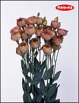 www.floristic.ru - .  .