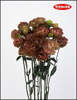 www.floristic.ru - .  .