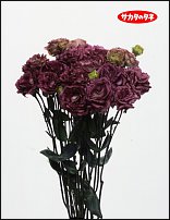 www.floristic.ru - .  .