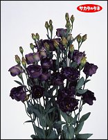 www.floristic.ru - .  .