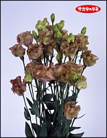 www.floristic.ru - .  .