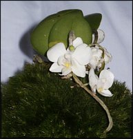 www.floristic.ru - .  .