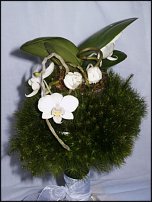 www.floristic.ru - .  .