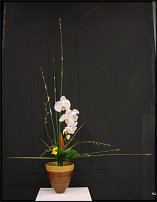 www.floristic.ru - .     .