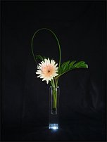 www.floristic.ru - .     .