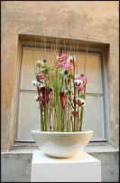 www.floristic.ru - . Rob Plattel