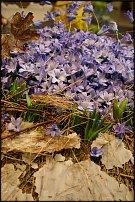 www.floristic.ru - Флористика. Помогите!!!!!