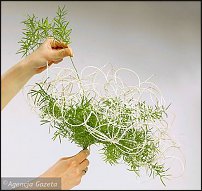 www.floristic.ru - . Step-by-step