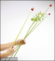 www.floristic.ru - . Step-by-step