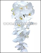 www.floristic.ru - . !!!!!