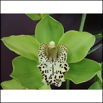 www.floristic.ru - . 