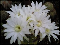 www.floristic.ru - .   .