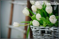 www.floristic.ru - .       - ?